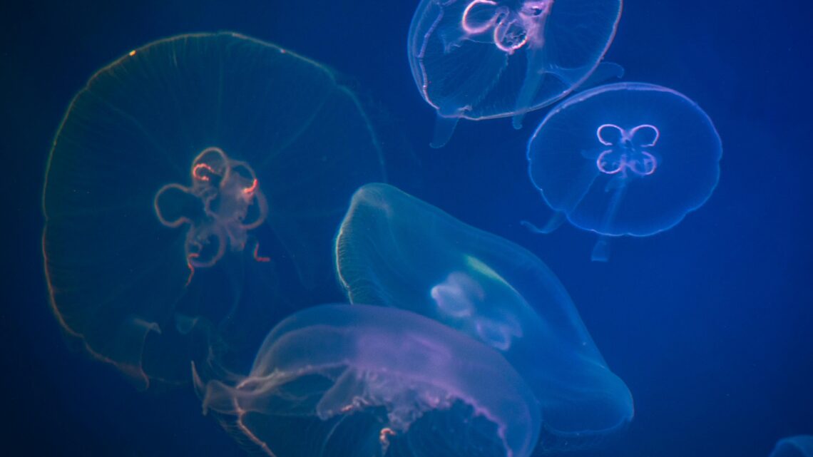 Czym jest odporność